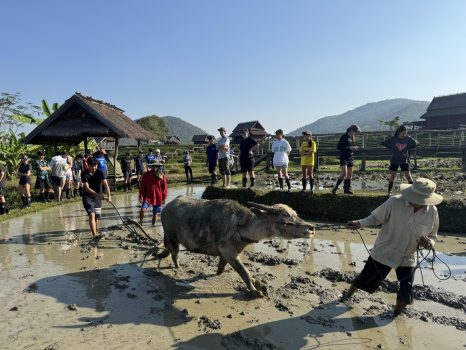 Plowing with our buffalo at Kao Niaw Farm Stay