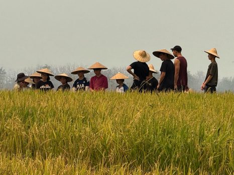 Harvest at Kao Niaw Farm Stay in Luang Prabang