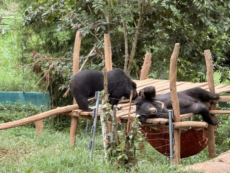 Rescue Bear at Kuang Si Waterfalls